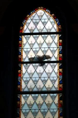 eine taube vor einem kirchenfesnster die im moment des ja wortes vorbeiflog